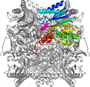 The overall structure of FBPA/P.