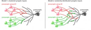 Two possible models of synaptic connections. This research has demonstrated conclusively that the cluster input model on the left is correct. © Yuji Ikegaya