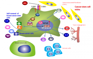 HRG-ErbB-PI3 kinase-NFκB axis may regulate self-renewing breast cancer stem cells and induce production of extracellular proteins for generating cancer stem cell niche. © Noriko Gotoh.