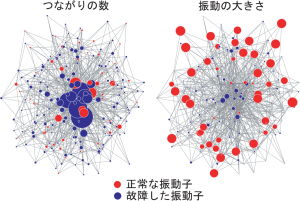 75％の頂点が故障した時の複雑ネットワーク。（左）各頂点の大きさはその頂点の枝の大きさを表す。中心に位置するハブは、ネットワーク構造を保つのに重要。（右）各頂点の大きさはその頂点にある振動子の振動振幅を表す。本図はフリーウェアPajekで作成した。c Gouhei Tanaka.