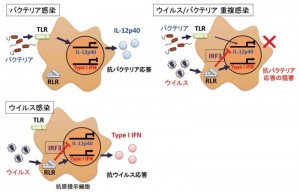 ウイルス、バクテリア感染ではそれぞれ異なった受容体経路が強く活性化され、病原体に応じた適切な免疫応答が活性化される(左）。ウイルスに感染した状態ではIL-12p40遺伝子が抑制された状態にあり、抗バクテリア応答ができない（右）。そのため、ウイルスに感染したマウスは極微量のバクテリアの感染に対しても高い感受性を示す。