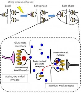 A dynamic CaMKIIβ-Arc interaction for glutamate receptor regulation. Rather than targeting strong synapses, up-regulated Arc targets weak synapses, and contributes to facilitating removal of glutamate receptors from the inactive postsynaptic membranes. The β isoform of CaMKII (CaMKIIβ) in the inactive synapse critically mediates such an “inverse” synaptic tagging process. © Haruhiko Bito 