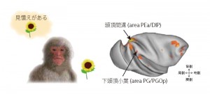 Recognition memory is the ability to recognize previously encountered items. Two areas in the macaque posterior parietal cortex (intraparietal sulcus, inferior parietal lobule) were activated during correct recognition.© Kentaro Miyamoto