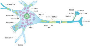神経細胞との中でさまざまな荷物を運ぶモータータンパク質