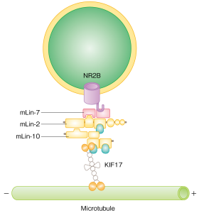 Figure 2: KIF17 coupling mechanism with vesicle NR2B (part of an NMDA receptor).