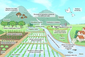 Figure 1: Multiple research themes.Group surveys are conducted at various agriculture-related sites to study such topics as the adsorption of cesium to soil, its migration from soil to crops, the contamination of wildlife and livestock, cesium runoff from uplands, its absorption by mushrooms, and rice paddy decontamination methods. (c) Riopopo.