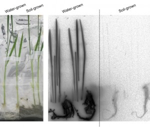 Photo 1: Comparison of cesium uptake in soil-grown and water-grown rice. Soil-grown rice with roots extended into the soil did not absorb cesium even when the soil and the water in contact with it contained cesium. In contrast, water-grown rice, without soil around its roots, did absorb cesium contained in the water contacting the roots. (c) Natsuko I. Kobayashi.