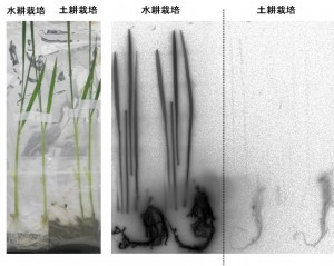 写真3：イネによるセシウム吸収の、土耕と水耕の比較。土中に根が伸びた土耕のイネは、土壌やその上に溜まった水にセシウムが含まれていても吸収しなかった。一方で土を使わない水耕のイネは、根が触れている水に含まれているセシウムを吸収した。 (c) Natsuko I. Kobayashi.