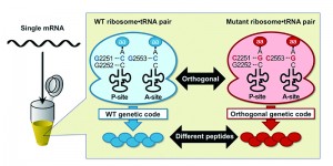 Both wild-type (WT) and engineered ribosome-tRNA pairs were mixed with a single type of mRNA. The WT ribosome-tRNA pair produced a peptide containing natural amino acids following WT genetic code, and the engineered pair produced a peptide containing non-natural amino acids following an artificial genetic code.