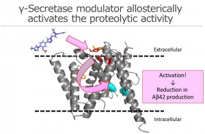 Phenylimidazole-type γ-secretase modulator targets to the extracellular side of presenilin, a catalytic subunit, and allosterically induces a conformational changes at the intramembrane catalytic site to reduce Aβ42 production from neurons.