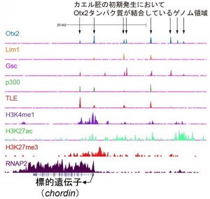 ChIPシークエンス解析結果の一例。各種タンパク質がネッタイツメガエル胚のゲノムのどこに結合しているのかをピークで示している。図の例は、初期発生における重要な遺伝子（chordin）の近傍に、これらのタンパク質が結合してその遺伝子の発現を調節していることを示唆している。本研究ではchordin遺伝子の上流にOtx2とLim1が結合することで、オーガナイザーにおいてこの遺伝子のスイッチをオンにすることが示された。