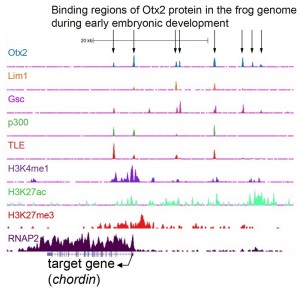 An example of the result of ChIP-sequence analysis.  Binding of various proteins to the genome DNA of Xenopus tropicalis embryos is presented as a peak.  Through binding to DNA, these proteins are suggested to regulate chordin, which is an important gene during early development.  This study has shown that Otx2 and Lim1 bind to the upstream region of the chordin gene to turn it on in the organizer.
