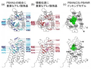 PBAN受容体の点変異体解析により明らかとなった (a) PBANとの結合に重要な残基と (b) 情報伝達（PBAN結合による細胞質内Ca2+濃度上昇）に重要な残基。(c) コンピュータシミュレーションにより得られたPBAN C末端活性部位（C5; F-S-P-R-L-NH2）とPBAN受容体複合体の構造モデル。PBAN C末端活性部位（C5）を緑の球体で示す。PBAN受容体は7本の細胞膜貫通へリックスを有しており、N末端から順にTM1－TM7と呼ばれる（(c)中に図示）。