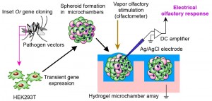 Schematic drawing of chemical vapor detection using insect OR complex. OR expressing spheroids were obtained by a culture of insect OR expression vector transfected cells in the microchamber. The microchamber was fabricated by photolithography. OR-expressing spheroids were loaded onto the surface of a hydrogel microchamber, and the extracellular field potential of the individual spheroid was recorded as the olfactory response.