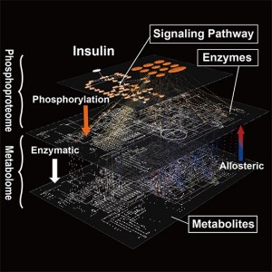 Graphical abstract from Yugi et al. (2014) Cell Reports (CC BY 3.0). A global molecular network of metabolic regulation by insulin underlying across the protein phosphorylation layer and metabolite layer. The trans-omic analysis, a methodology developed in this study, enabled the reconstruction of the entire landscape of the global network of insulin regulation of metabolism that could have been only guessed at from a patchwork of partial knowledge.