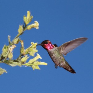 Hummingbirds sense nectar’s sweetness.