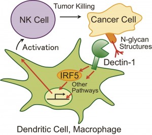 n innate immune receptor Dectin-1 recognizes N-glycan structures on cancer cells and activates Natural Killer (NK) cells through transcription factor IRF5.