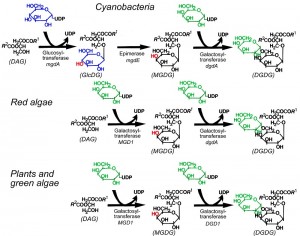 光合成の過程で酸素を発生させるシアノバクテリア、紅藻、緑色植物における糖脂質合成系の比較。今回発見されたmgdE遺伝子の産物は、グルコ脂質(GlcDG)をガラクト脂質(MGDG)に変換する過程を触媒する酵素であり、シアノバクテリアだけがこの代謝経路をもっている。これに対して、紅藻や緑色植物は、最初からガラクトースを結合したMGDGを合成する。
