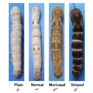 Four different mutants of the p allele of silkworm
