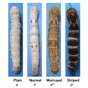 Four different mutants of the p allele of silkworm Four different mutants of the p allele of silkworm