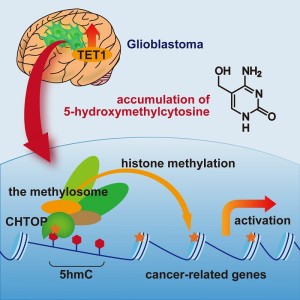 Glioblastoma, the most malignant type of brain tumor, contains elevated levels of TET1, which generates 5-hydroxymethylcytosine (5hmC). 5hmC recruits the CHTOP-methylosome complex, which methylates histones and activates cancer-related genes. 5hmC plays critical roles in the tumorigenicity of glioblastoma cells.