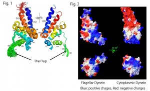 Fig. 1. Superposition of the 20 best structures of the MTBD of flagellar dynein and the nomenclatures of secondary structure elements with rainbow colors from the N- to C-termini (blue to red) (left). Mean structure viewed from the opposite side (right). The panels were depicted with Pymol (Schrodinger, LLC., New York, NY). Fig. 2. Surface representation with calculated electrostatic charges of MTBDs of flagellar dynein (left) and cytoplasmic dynein (right). The panels were depicted with Swiss PDB viewer (Guex and Peitsch, 1997).