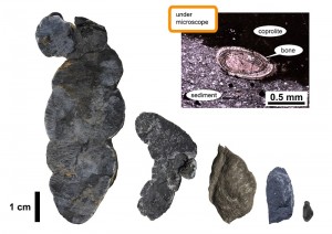 Coprolites (fossil feces) of various sizes, and a microscope image (upper right), showing a vertebrate bone included in a coprolite.