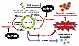 Regulation of the cell cycle in the DNA damage response. While mechanisms exist to arrest the cell cycle upon DNA damage, Rad54B instead inactivates the mechanism of cell cycle arrest and promotes cell cycle progression, thereby enhancing survival of the cells carrying genomic instability. The survival of such cells could be the first step of cancer development or malignant transformation of tumours.