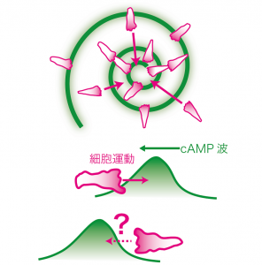 © 2014 中島昭彦 澤井哲 誘引物質サイクリックAMP(cAMP)の波の進行方向(外向き)に対して、細胞性粘菌は逆向き(内向き)に移動して集合する(上)。しかし波の前と後ろは空間的に対称な濃度勾配であるため、勾配を単に登る運動では、波の背面で細胞は逆戻りしてしまい、これでは集合できない(下)。波の前面と背面では時間的に濃度が上昇しているか減少しているかの違いがあるが、細胞性粘菌では時間的に減少する勾配を無視するための性質(整流作用)があることが分かった。