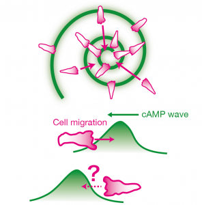 Dictyostelium cells aggregate by moving towards the propagating waves of chemoattractant cyclic AMP (cAMP) (top).  If the direction of cell motion is dictated solely by the gradient of attractant concentration, cells should move in the reverse direction on the back of the wave (bottom) and would thus be unable to gather together. The work revealed that cells are able to discriminate between the front and the back of the wave mainly by ignoring attractant gradients that are decreasing over time.