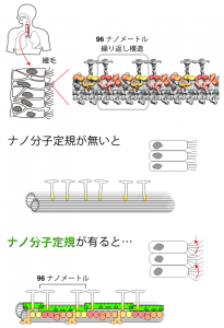 左上：人の気管には異物を痰として排出するために、繊毛が生えている。 右上：超低温電子顕微鏡により撮影された繊毛の微細な三次元構造。96ナノメートル周期の繰り返し構造が見える。 下：分子定規が無いと、繰り返し構造が形成されず繊毛は動かない。分子定規が有ると、定規に従ってモータータンパク質であるダイニンが96ナノメートル周期で整列し、繊毛は動くことができる。