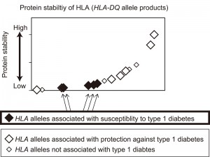 
The graph shows protein stability of HLA (HLA-DQ) measured for the major HLA alleles  in Japanese and European populations. HLA proteins are displayed in order of increasing protein stability (x-axis) with estimated protein stability of HLA plotted on the y-axis. This study revealed that HLA alleles that are associated with type 1 diabetes mostly encoded unstable proteins, whereas HLA alleles that are associated with protection against type 1 diabetes generated extremely stable proteins.