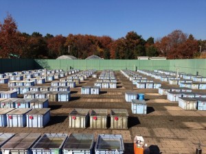 さまざまな地域で採取された野生のメダカを飼育している東京大学柏キャンパスの屋外メダカ飼育場