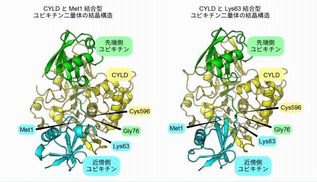 図3：（左）CYLDとMet1でつながったポリユビキチン鎖とが結合した状態、および（右）CYLDとLys63でつながったポリユビキチン鎖とが結合した状態の立体構造。