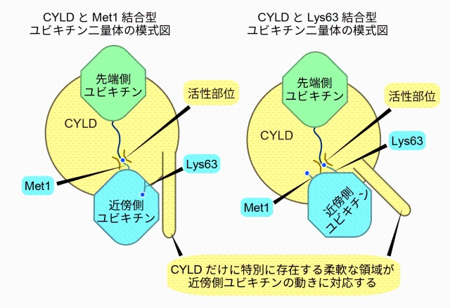 図4：CYLDと、Met1結合型およびLys63結合型ポリユビキチン鎖とが結合した状態の模式図。