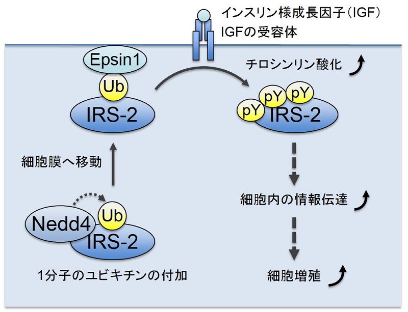 IGFの情報が細胞内で増強されて伝わる仕組み © 2015 Shin-Ichiro Takahashi.ユビキチンを付加する酵素Nedd4がIRS-2にユビキチンを付加すると、IRS-2は細胞膜に存在するEpsin1に捕獲される。これによりIGFの受容体によってチロシンリン酸化されやすくなり、IGFの情報が細胞内に増強されて伝わる。