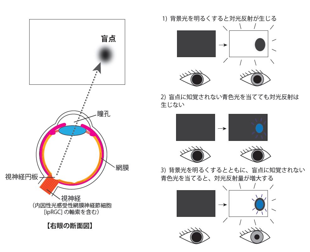 盲点の外側と内側に光を当てた場合に見られる瞳孔の対光反射 © 2015 Ikuya Murakami.左図: 網膜と眼内の視神経円板の関係。右図: 実験結果の模式図。各パネルにおいて、白色光と青色光はそれぞれ、盲点の外側、内側に当てた光を表す。