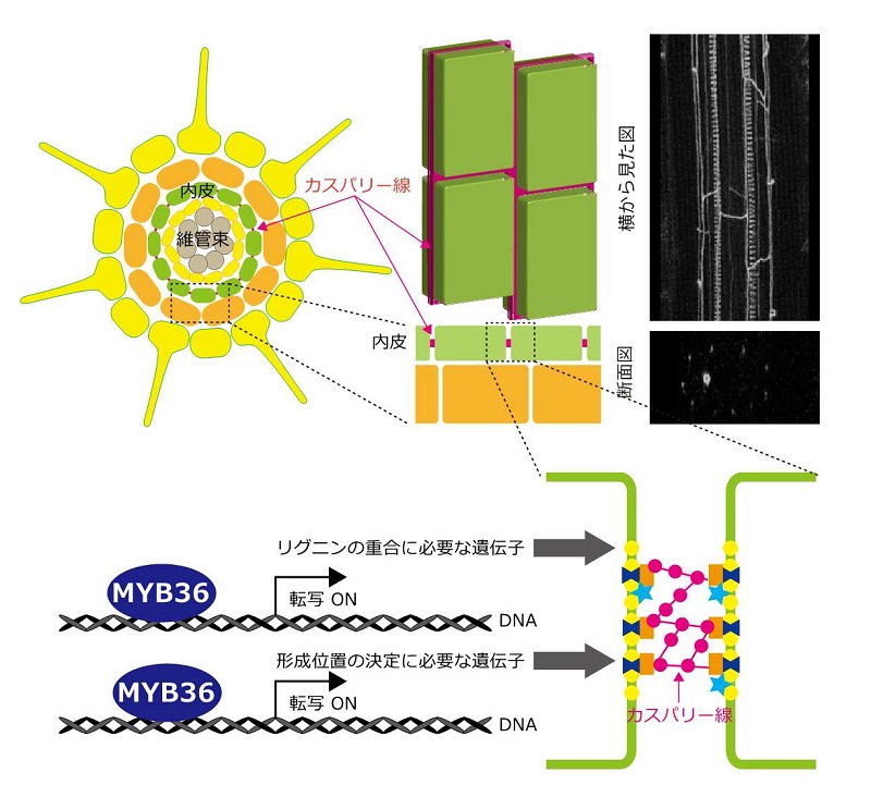 カスパリー線形成とMYB36の役割 © 2015 神谷 岳洋カスパリー線は根の内皮細胞と内皮細胞の間にリグニンが沈着した構造体です。MYB36は、リグニンの合成に必要な遺伝子の発現とリグニンの合成に必要な装置を正しい位置に配置させる遺伝子の発現を活性化します。