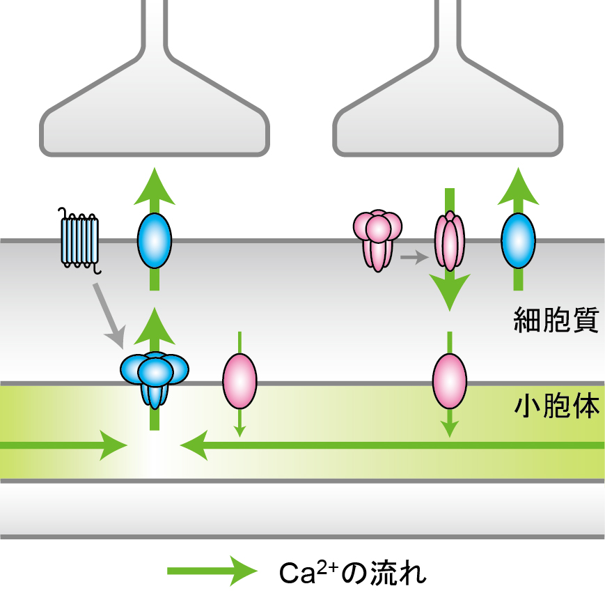二種類のシナプス入力に伴うカルシウムイオン(Ca2+)の流れ © 2015 東京大学 飯野研究室(左)シナプス入力に伴い生じた低濃度領域に、周囲からCa2+が拡散することで補充される。(右)また別のシナプス入力においては、小胞体上のCa2+ポンプにより、細胞質からCa2+が取り込まれ、それが蓄積され一定時間維持される。
