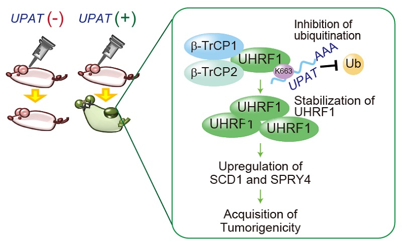 Mechanisms of colon cancer tumor formation in the new lncRNA UPAT © 2016 Tetsu Akiyama.UPAT binds to the epigenetic factor UHRF1 and interferes with its ubiquitination by β-TrCP1 and β-TrCP2. UHRF1 stabilized by UPAT promotes the expression of SCD1 and SPRY4, and thereby regulates the growth and tumorigenicity of colon tumor cells.