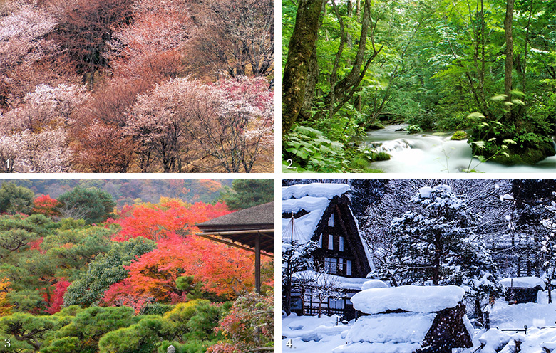 Japan's forests change with the seasons