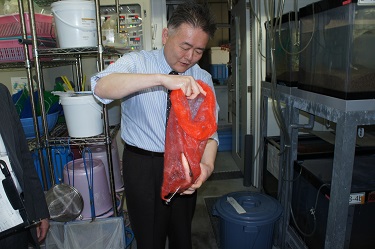 Professor Kimura preparing to handle a live Japanese eel
