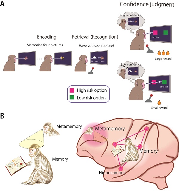 © 2017 Kentaro Miyamoto.A. Diagram A on top depicts a etamemory task for macaque monkeys in which they judged self-confidence on their own memory. If they chose to place a high bet (high-confidence option), the monkeys received a large reward only when they answered correctly in the preceding memory task. If they bet low, (low-confidence option), the monkeys received a small reward regardless of whether they answered correctly or not in the memory task.
B. Diagram B on bottom illustrates the neural substrate essential for metamemory processing (area 9 in the lateral prefrontal cortex), which is separated from the neural circuit for memory retrieval itself.