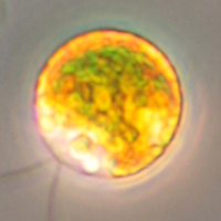 顕微鏡で観察したデュナリエラ