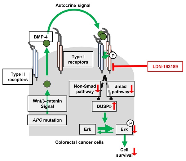Molecularly targeted therapy with BMP inhibitors reduces colorectal cancer formation © 2017 Kohei Miyazono.In colorectal cancer cells, aberrant activation of the Wnt/β-catenin pathway induces BMP4 transcription, which in turn activates BMP signaling. The signaling promotes addition of phosphate groups to an enzyme called Erk by suppressing DUSP5, an enzyme that catalyzes the removal of phosphate groups, which results in the survival of cancer cells. BMP inhibitors, including LDN-193189, inhibit BMP signaling originating in cells. This results in dephosphorylation of Erk through elevation of DUSP5, which in turn induces apoptosis of cancer cells.