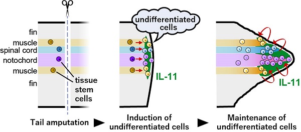 interleukin-11 induces and maintains undifferentiated cells during tadpole tail regeneration. © 2017 Hiroshi Tsujioka.The expression of the interleukin-11 gene, which induces the undifferentiated cells of several tissues, begins after the tadpole's tail is amputated. These undifferentiated cells form a massive population of proliferating cells called blastema. Part of these blastema cells differentiate to form the different tissues, while interleukin-11 guides the cells at the tip of the blastema to proliferate while retaining their undifferentiated state. The coordination of these two processes allows the regeneration to progress and a new functional tail to form.