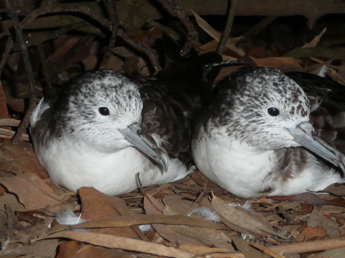 Two streaked shearwater seabirds sitting on the ground