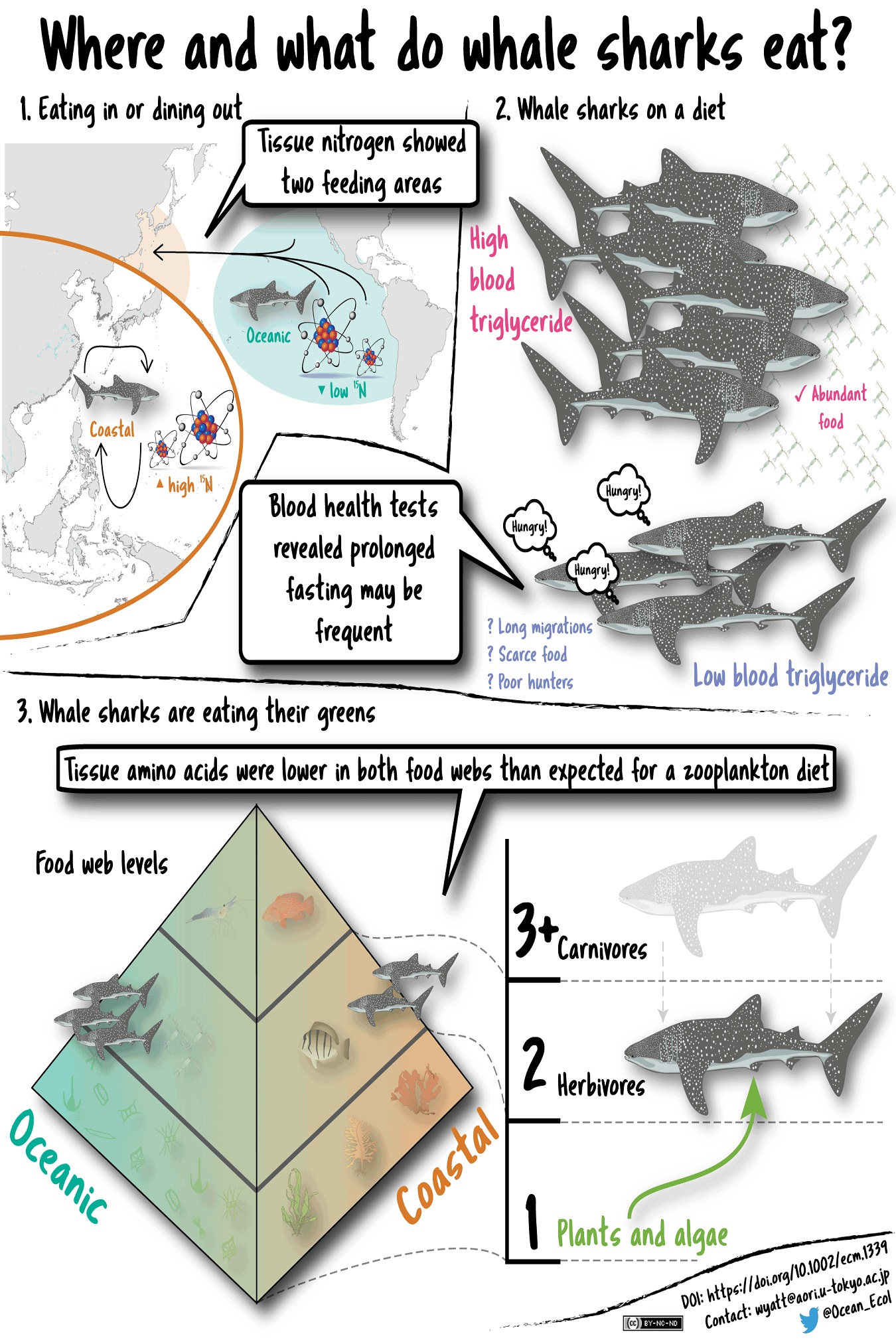 Cartoon showing whale shark migration maps and diet graphs.