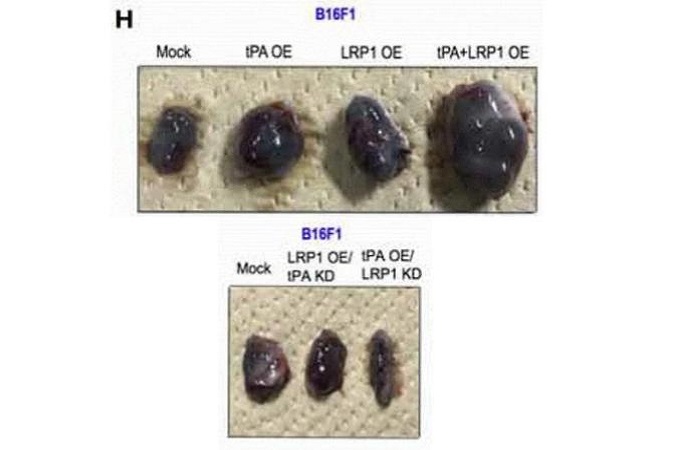 Eight tumors excised from mice with obvious size differences based on the treatment given to the mice.