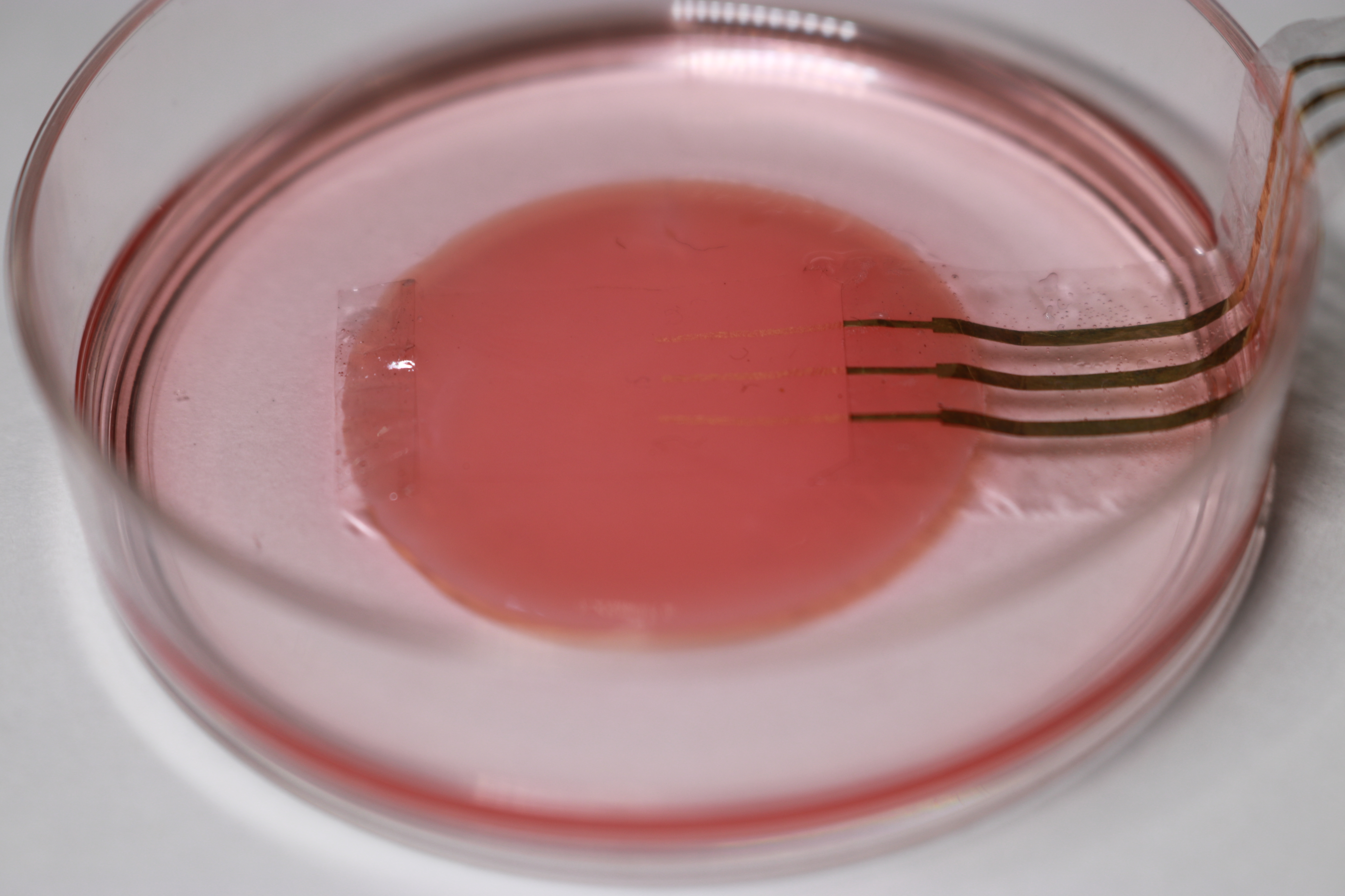 A pink substance in a sample dish with thin gold shapes on it with wires attached.
